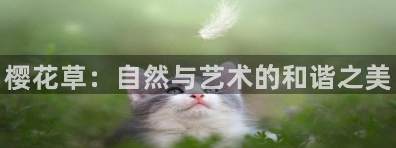 星空影视传媒在线免费观看